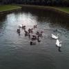 vrijbroekpark-vodne ptacni